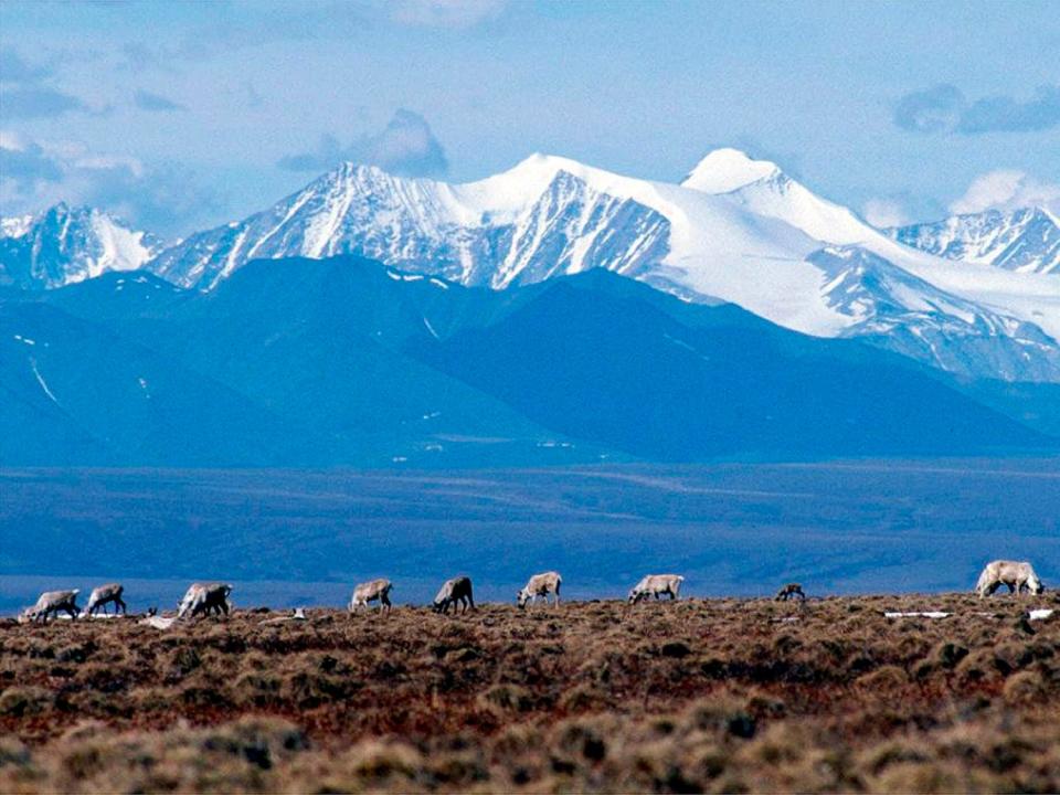 Caribou graze in the Arctic National Wildlife Refuge in Alaska. U.S. District Judge Sharon Gleason on Wednesday reversed the Trump administration's approval for a massive oil project on Alaska's North Slope, saying the federal review was flawed and didn't include mitigation measures for polar bears.
