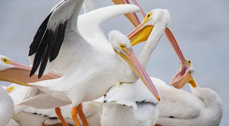 American white pelicans briefly squabble for a place on a floating dock at the Getaway Marina on Fort Myers Beach onTuesday, Nov. 28, 2023. The winter residents are back for the winter season after making a long flight from northern states.