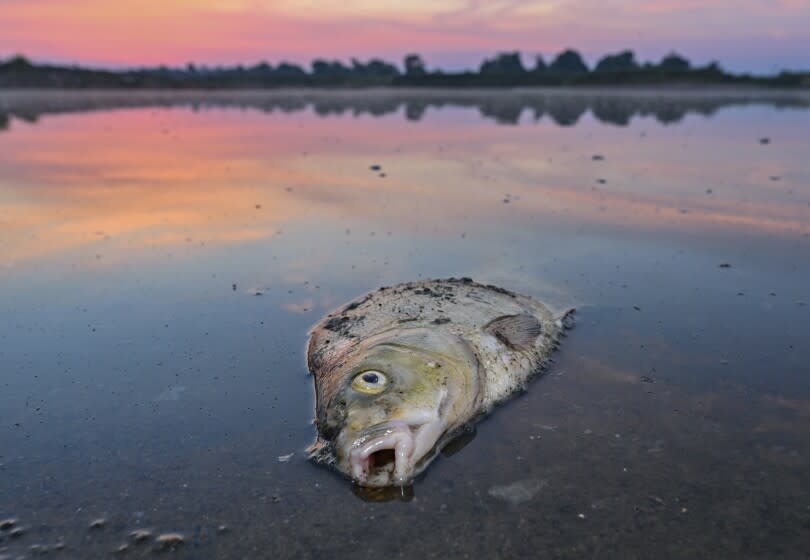 A dead fish lies in the shallow water of the German-Polish border river Oder in Lebus, Germany, Thursday, Au. 18, 2022. Germany says several substances seem to have contributed to a massive fish die-off in the Oder River that forms much of the country's border with Poland. (Patrick Pleul/dpa via AP)