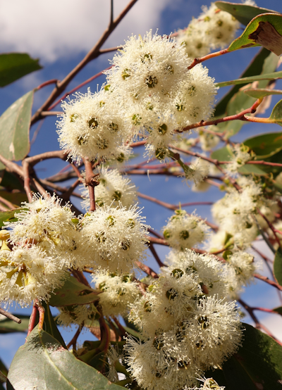Stringybark flowers <em>(Eucalyptus obliqua)</em> Tim Wardlaw