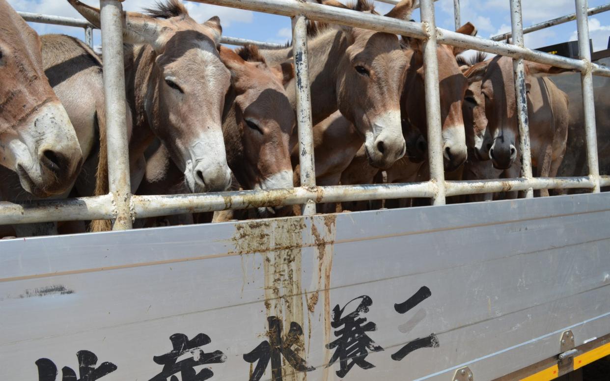 Donkeys are transported to market in China
