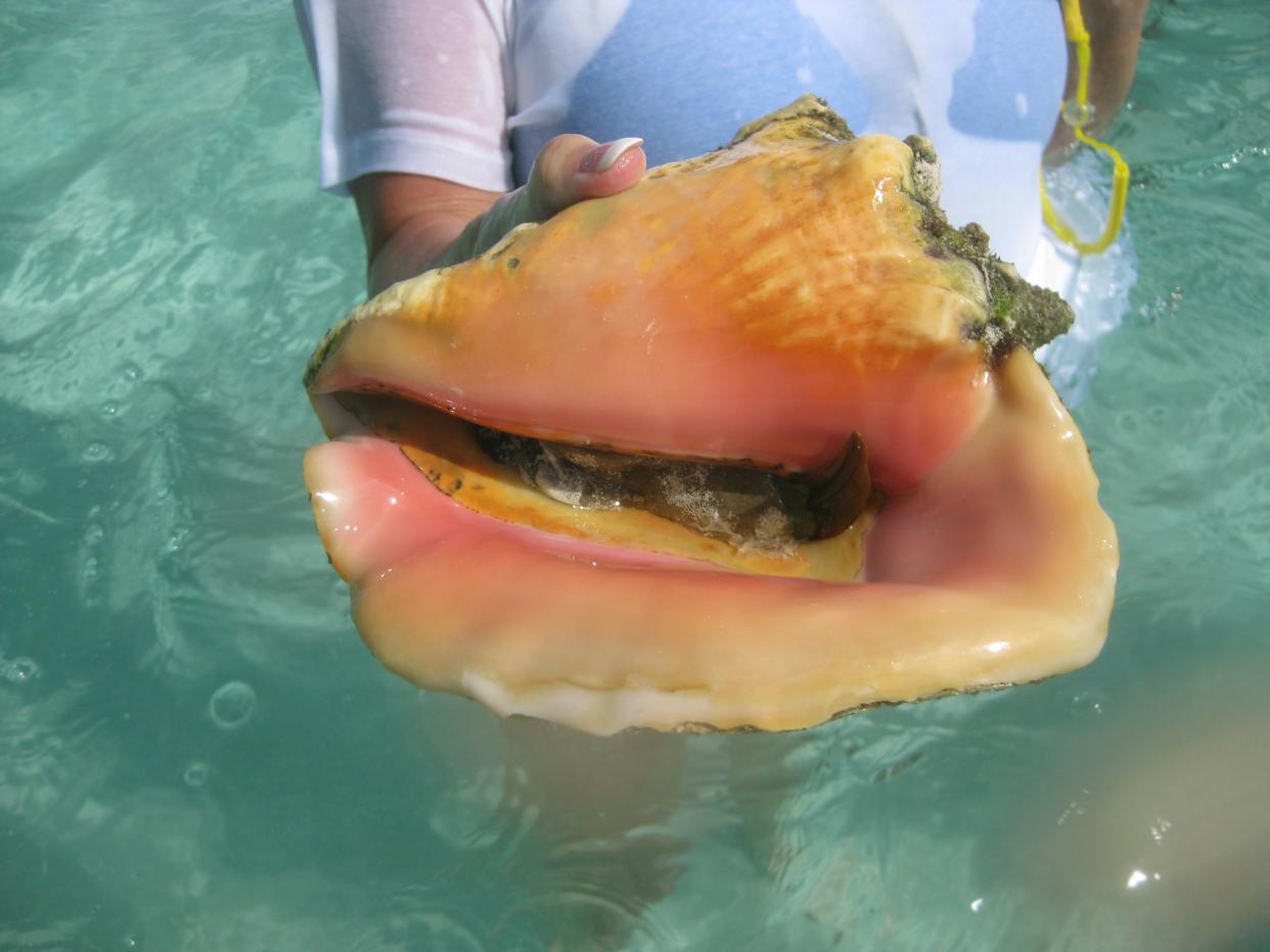 Queen Conch