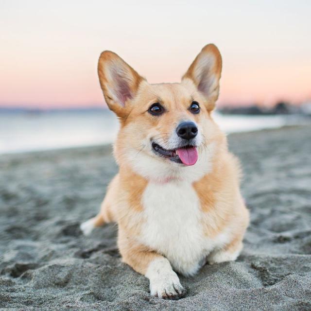 Smart CORGI Breed On HARDEST DOG PUZZLES