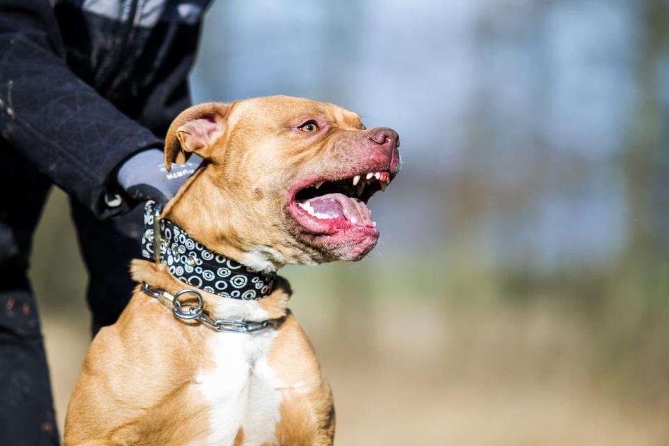 San Juan: una nena de nueve años murió tras ser atacada por un pitbull