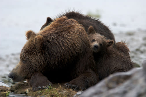 Grizzlies