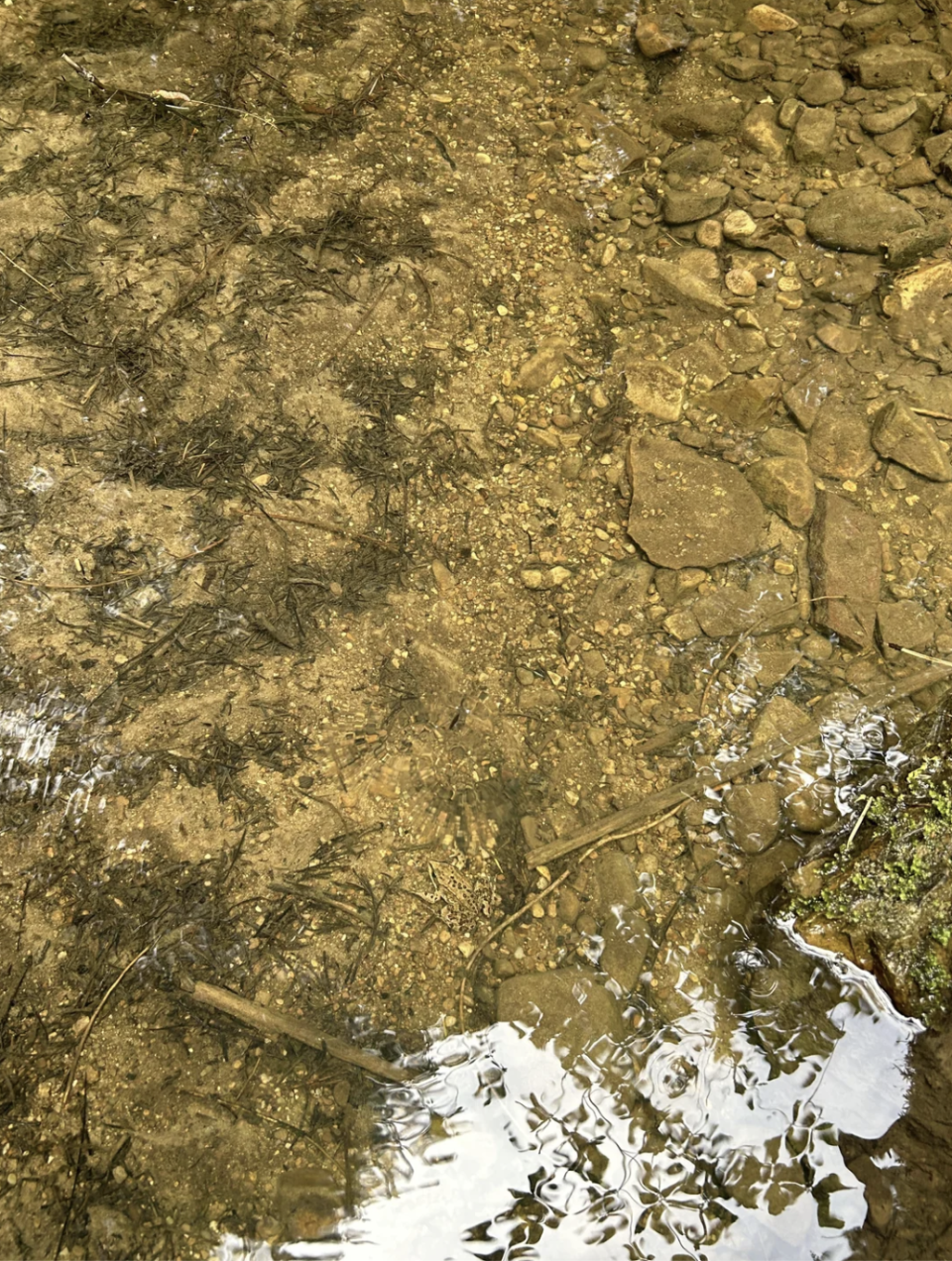 Clear shallow stream with visible rocks and pebbles on the stream bed