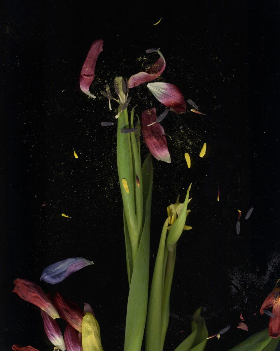 Tulipmania by Mat Colishaw - Credit: Bowes Museum