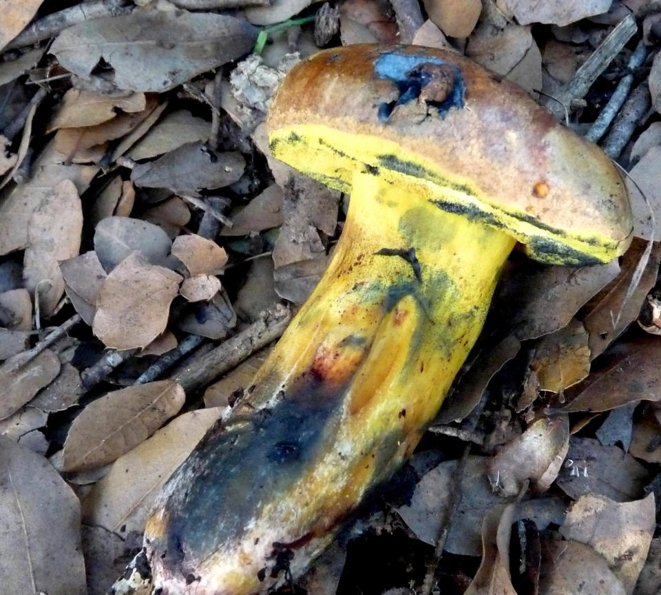 Cyanoboletus mediterraneensis. Zohar Shafranov