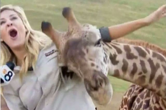 Giraffe gets friendly with news reporter