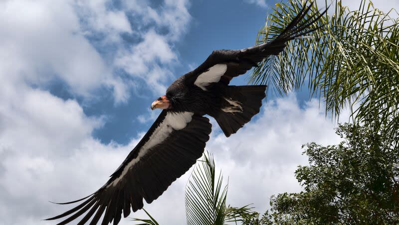 A California condor named Hope takes to flight at the Condor habitat at the Los Angeles Zoo, Tuesday, May 2, 2023. Officials from the Utah Division of Wildlife Resources and the U.S. Fish and Wildlife Service are seeking public assistance in an investigation into the illegal killing of two condors.