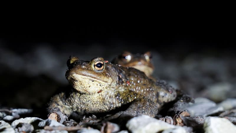 Estonian capital closes traffic to let frogs cross the road