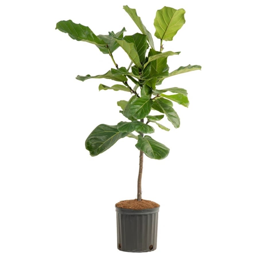 Fiddle leaf fig plant