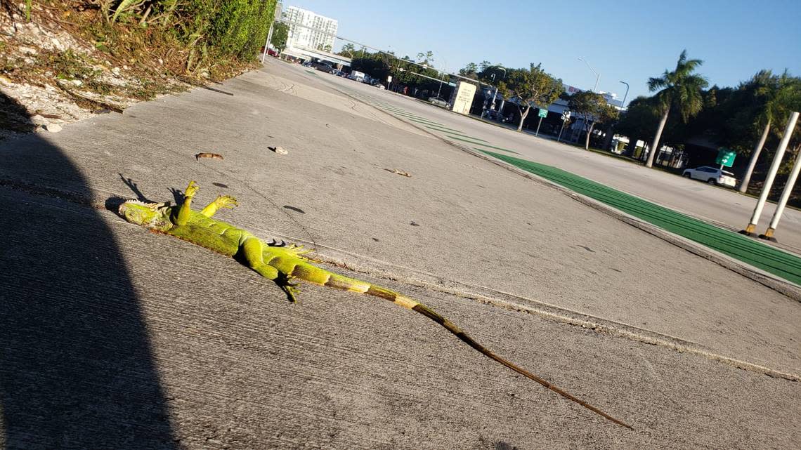 A cold-stunned iguana sits in a stupor in Key Biscayne.