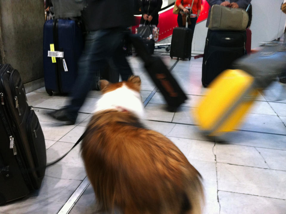 In this Sept. 21, 2012 photo provided by Sheron Long, Chula, a 30-pound Shetland sheepdog and veteran traveler, walks on a leash in the lobby of the TGV station at the Charles de Gaulle Airport in Paris, France. Travel for humans during holidays is tough enough: Long lines, crowds everywhere, extra bags full of presents. Throw a pet in the mix, and it's a recipe for disaster. Long is the author of "Dog Trots Globe - To Paris and Provence." (AP Photo/Courtesy Sheron Long)