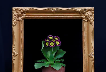 An Auricula is seen on display in a picture frame at the RHS Chelsea Flower Show in London, Britain, May 21, 2018. REUTERS/Toby Melville