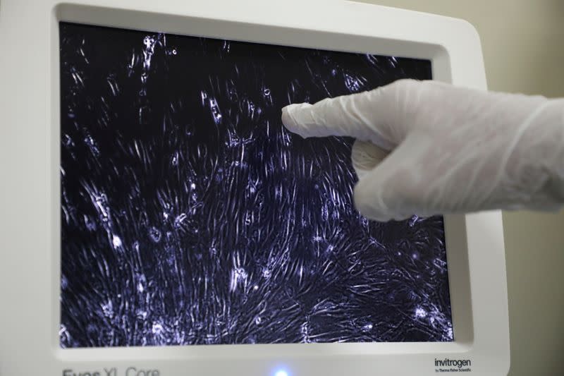 A researcher points at a microscope screen showing Sumatran Rhinoceros cells at a laboratory in International Islamic University, in Kuantan