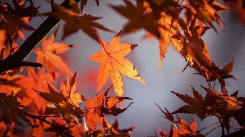 今年8月8日立秋是「公立秋」，意味著接下來的天氣會開始涼爽。（圖／翻攝自 Pixabay）