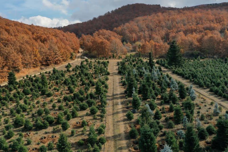 View of fir trees, grown to be sold as Christmas trees, at a farm in the village of Taxiarchis, during the coronavirus disease (COVID-19) pandemic, in the region of Chalkidiki