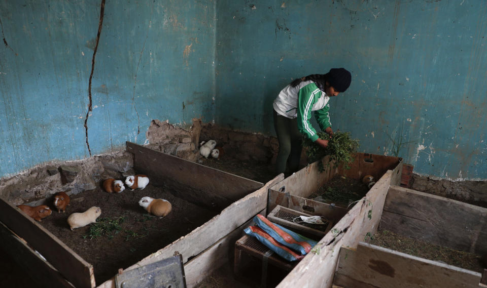 Gracce Kelly Flores, a 12-year-old boxer who goes by the nickname Hands of Stone, feeds her rabbits after her daily boxing workout in Palca, Bolivia, Thursday, June 10, 2021, amid the COVID-19 pandemic. At age 8, Flores defeated a 10-year-old boy, and with three national boxing medals under her belt, she dreams of reaching the women's boxing world championship. (AP Photo/Juan Karita)