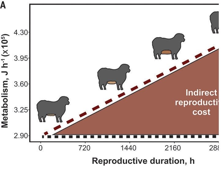 研究顯示，繁殖過程中母體消耗的間接能量大大超過了直接能量。對於許多物種，尤其是哺乳動物來說，這一點尤為明顯。製造生命是一個效率低下的過程，大部分能量都以熱量和其他代謝副產品的形式被浪費掉了。（圖／《科學》）