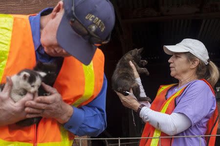 Volunteer veterinarians Patricia Andrade (R) and John Madigan (L) inspect kittens at a property evacuated and partially burnt by the Valley Fire in Hidden Valley Lake, California September 15, 2015. REUTERS/David Ryder