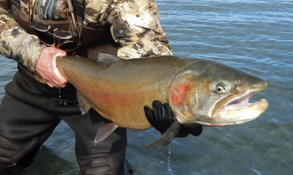 FILE - This 2019 file photo provided by the U.S. Fish and Wildlife Service shows a Lahontan cutthroat trout recently caught at Pyramid Lake, 30 miles northeast of Reno, Nev. Federal and tribal officials are celebrating the completion of a $34 million fish bypass system at a Nevada dam that will allow the threatened Lahontan cutthroat trout to return to some of its native spawning grounds for the first time in more than a century. (Greg Ritland/U.S. Fish and Wildlife Service via AP,File)