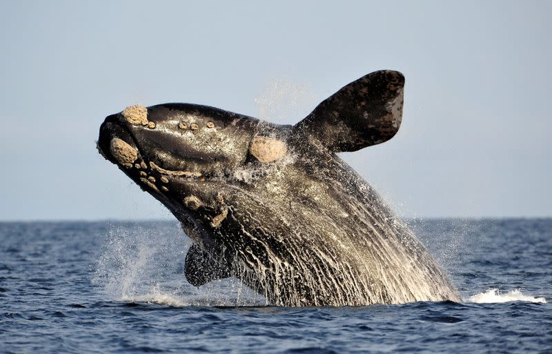 Una ballena franca austral salta en el Océano Atlántico, frente al Golfo Nuevo, cerca de la localidad patagónica argentina de Puerto Pirámides