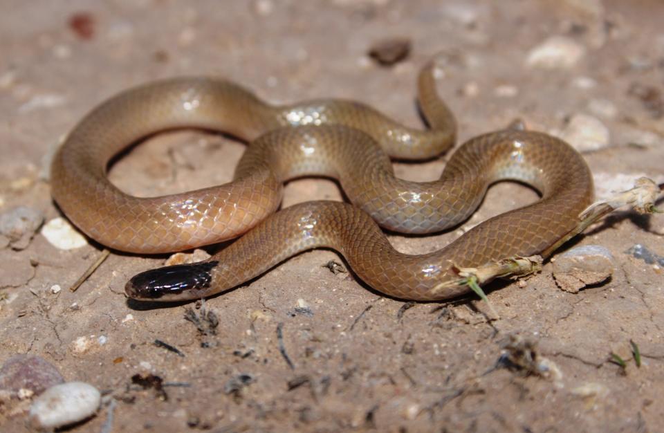 Plains black-headed snake