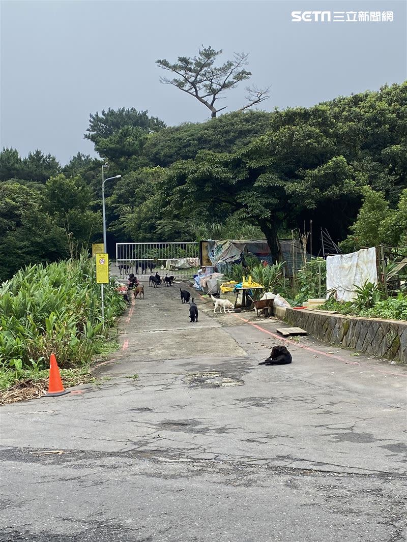  大屯山鞍部野狗成群。（圖／田姓山友提供）