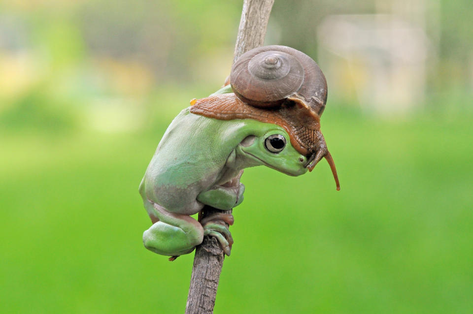 Etwa 15 Minuten führte der Frosch in Andri Priyadis Garten seine „Accessoire“ vor, danach verschwand er mitsamt Schnecke wieder im Gebüsch. „Dass ich so etwas im Leben noch einmal sehen werde, bezweifle ich stark“, erklärt der Hobby-Fotograf. Eine Erklärung für den ungewöhnlichen Auftritt hat er auch parat: „Ich könnte mir vorstellen, dass die Schnecke den feuchten Untergrund, den die Haut des Frosches bietet, sehr genossen hat“, meint Priyadi. „Auch der Frosch wirkte irgendwie zufrieden.“ (Foto: hgm-press)