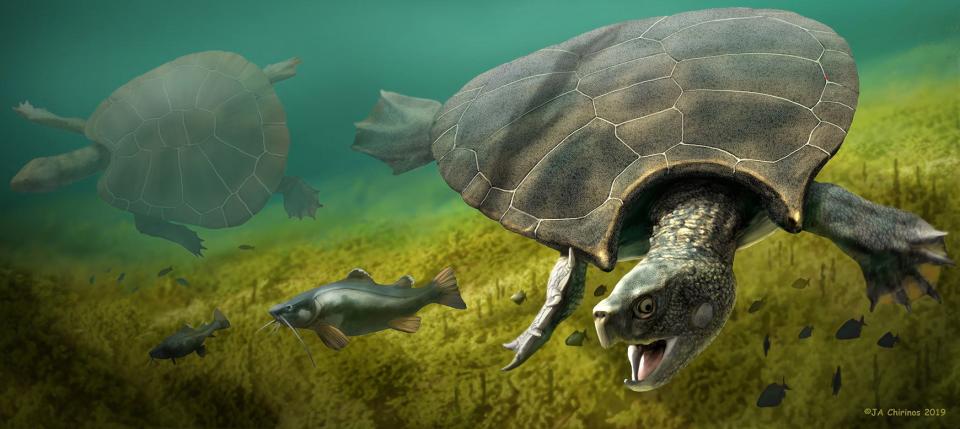 An artist's conception of the giant turtle Stupendemys geographicus: male (front) and female (left) swimming in freshwater.