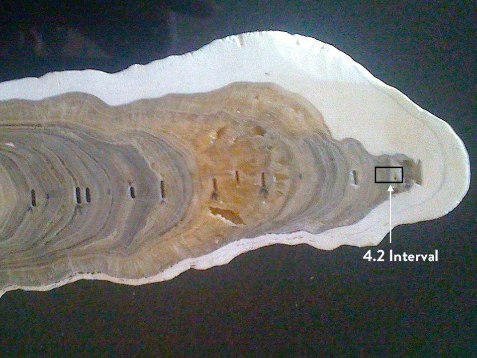 Stalagmite from India showing the beginning of the Meghalayan Age (IUGS)