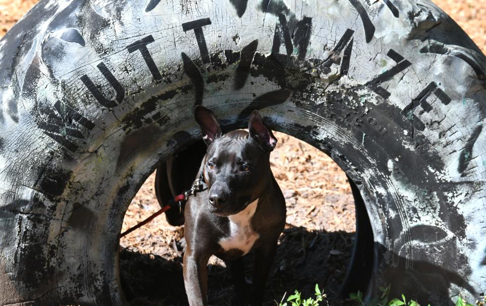 Koda was recently adopted after a long stay at the adoption center,He is seen here offering a dramatic pose for the camera. There are still many pets available at the SPCA of Brevard adoption center on 6035 Sisson Road in Titusville. (321) 567-3615.