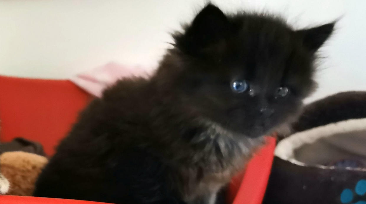 Meadow, the kitten, was found by a farmer after he had ploughed his field. Despite being run over by both the tractor and plough she escaped unscathed. 