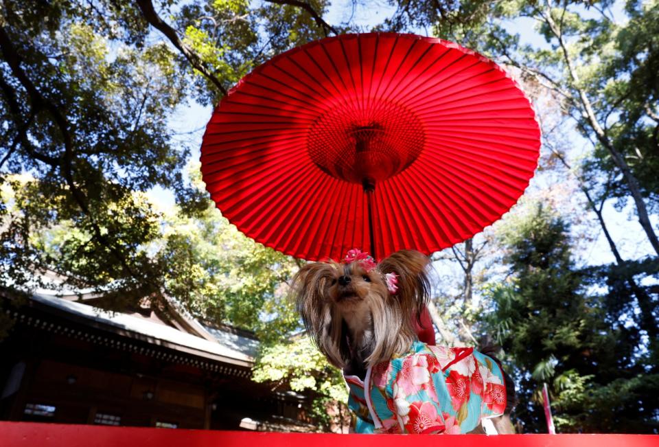 一隻盛裝的狗狗在日本座間寺參加七五三節祝福儀式。路透社