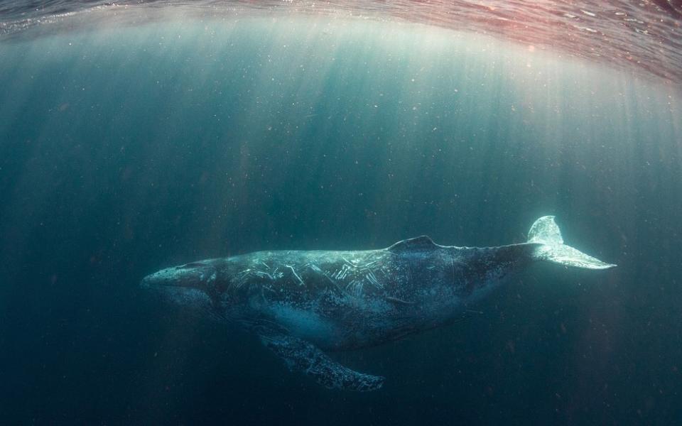 Mozambique has more underwater megafauna than anywhere else in the world - Credit: Anna Flam