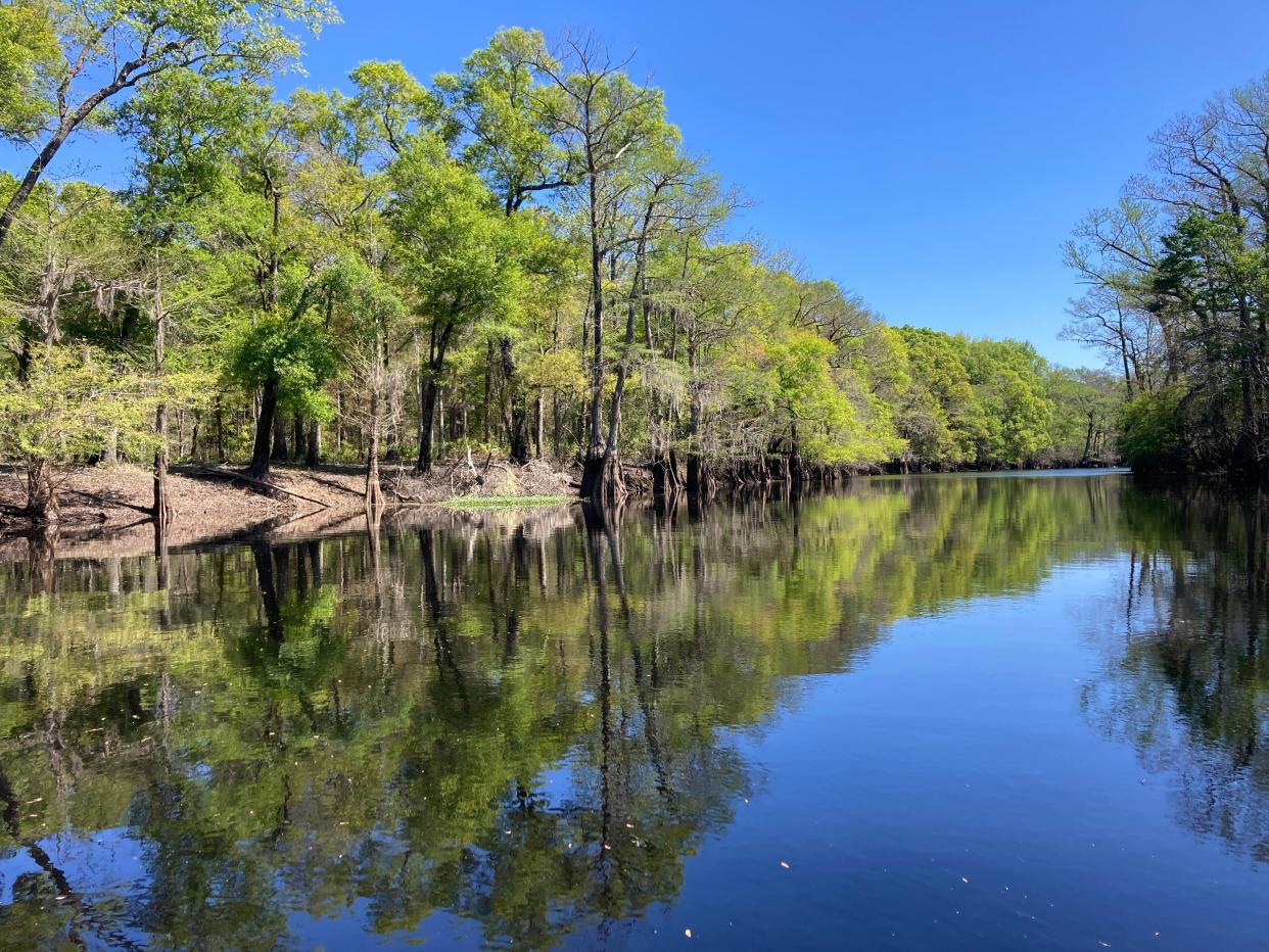 The blackwater of Ebenezer Creek creating stunning reflections.