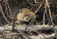 A jaguar crouches in an area recently scorched by wildfires at the Encontro das Aguas state park in the Pantanal wetlands near Pocone, Mato Grosso state, Brazil, Sunday, Sept. 13, 2020. The Pantanal is the world’s largest tropical wetlands, popular for viewing the furtive felines, along with caiman, capybara and more. This year the Pantanal is exceptionally dry and burning at a record rate. (AP Photo/Andre Penner)