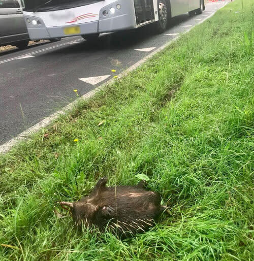 Ms Middleton's picture of a dead echidna sparked a strong reaction on social media. Source: Tanya Middleton / Supplied