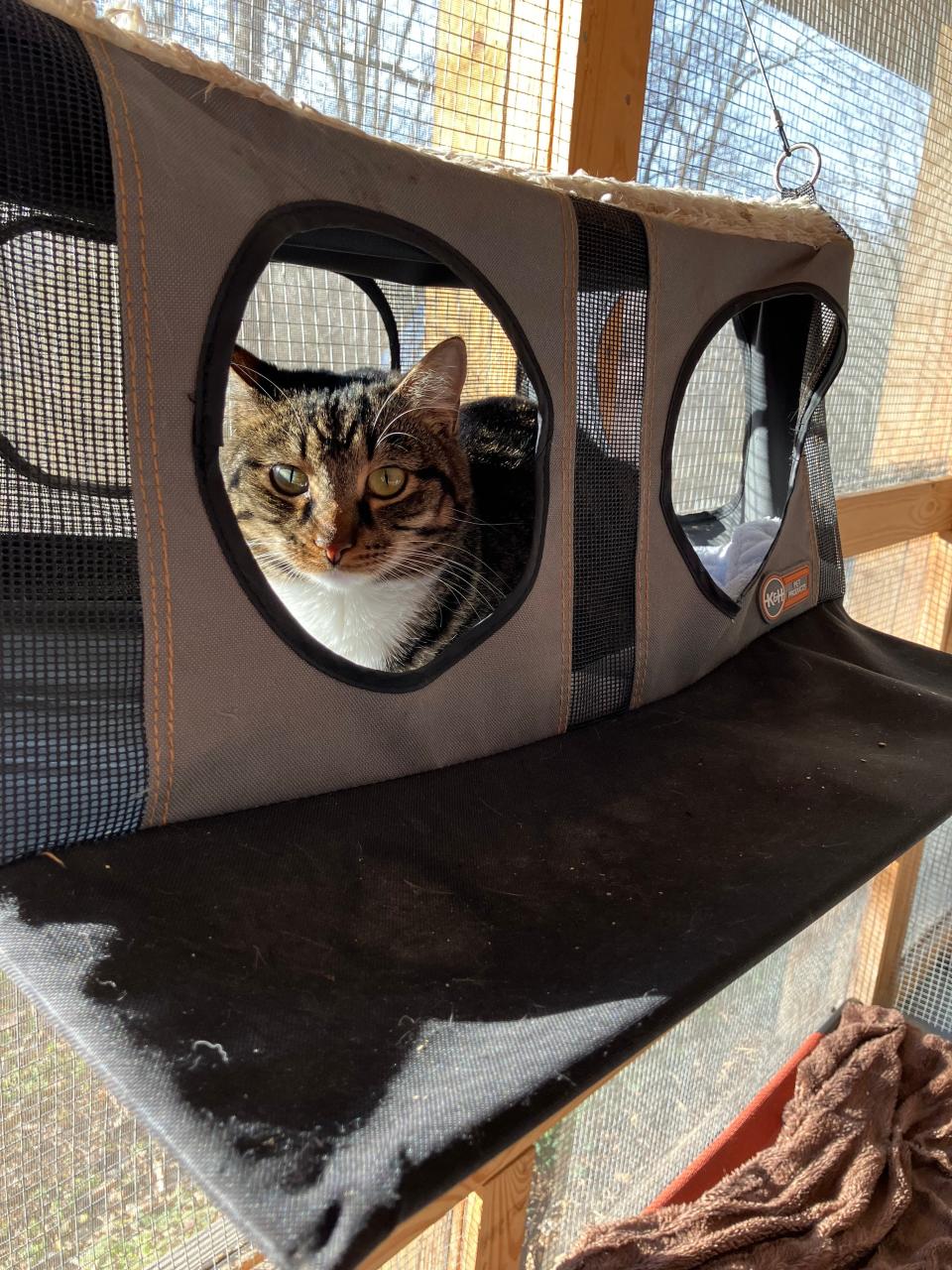 Gambit, a shy cat that is a year-and-a-half old, sits out on the catio. All of his siblings have been adopted.