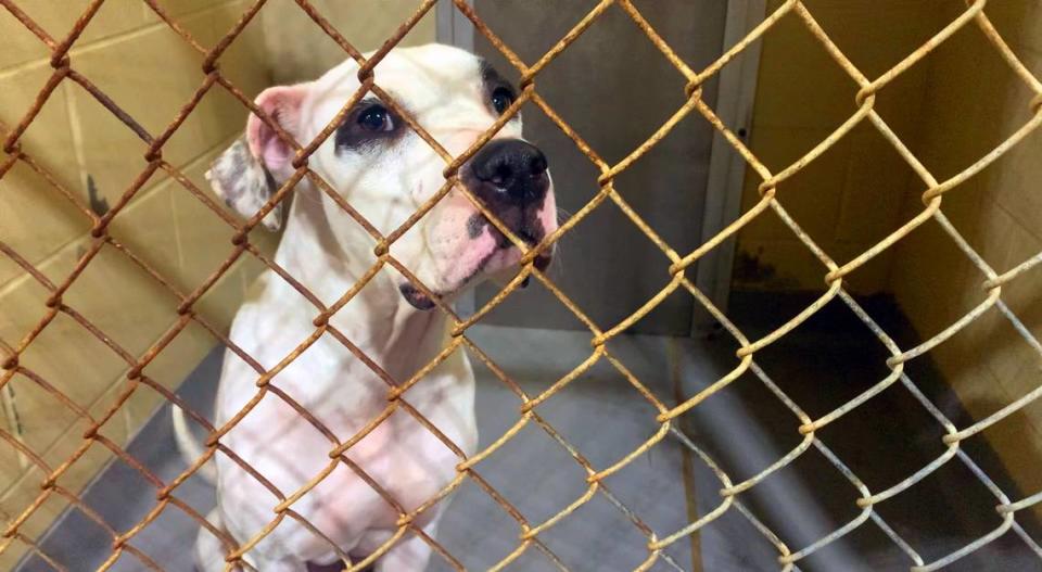 Data provided on the Animal Control Center’s website shows that a total of 193 dogs have been euthanized through September of this year due to capacity. In 2022, 94 dogs were euthanized due to capacity. Drale Short, Director of Public Works, said that there has been an increase in animals coming into the shelter and that there are multiple factors that can contribute to the rising numbers.