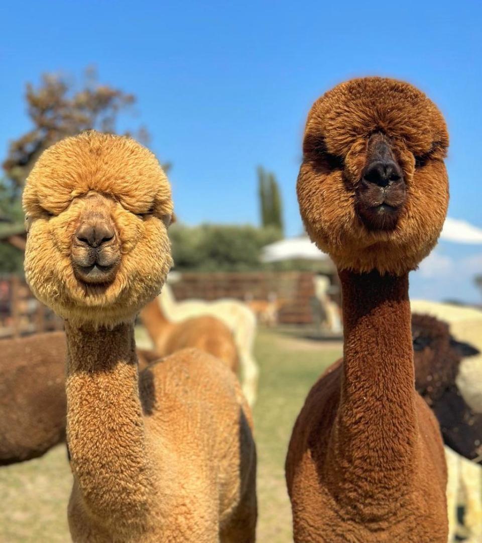 兩位把耳朵收到後面圓圓的樣子超可愛（圖／IG@pianideglialpaca）