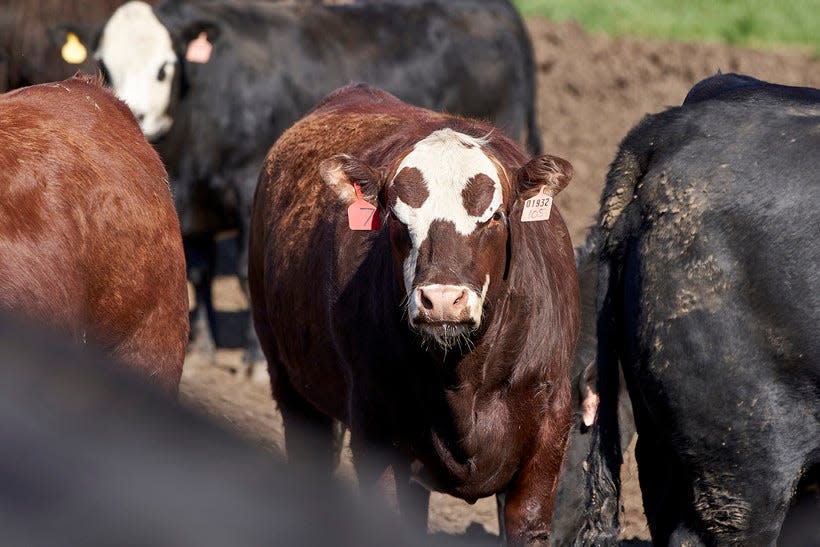 Cattle are seen at a feedlot in Nebraska in 2020.