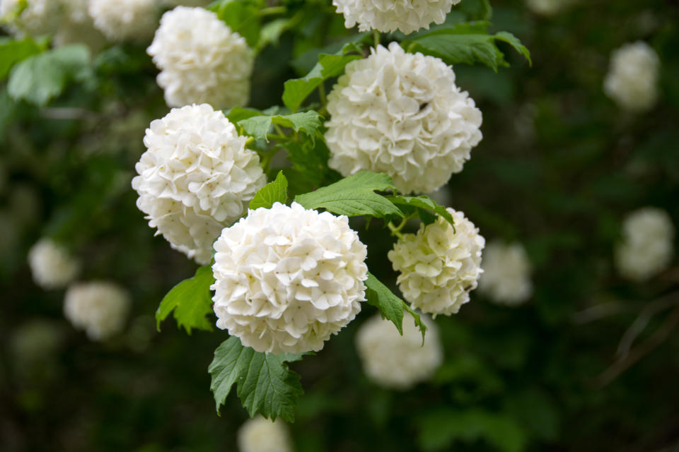 hydrangea plants