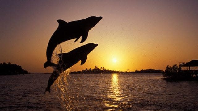 leaping_dolphins