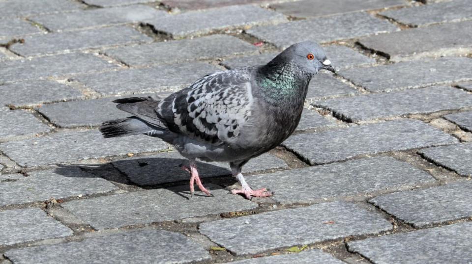 Un pigeon (Photo d'illustration). - JACQUES DEMARTHON / AFP