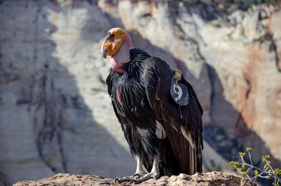 In this April 19, 2014 photo provided by the National Park Service shows a female California condor at Utah's Cable Mountain in Zion National Park, Utah. Biologists have confirmed that this female California condor laid an egg that has hatched at the park and there's a new baby condor. Park rangers said Tuesday, July 11, 2019, they estimate the California condor hatched in May, nestled in a crevice of a sweeping red-rock cliff. (National Park Service via AP)