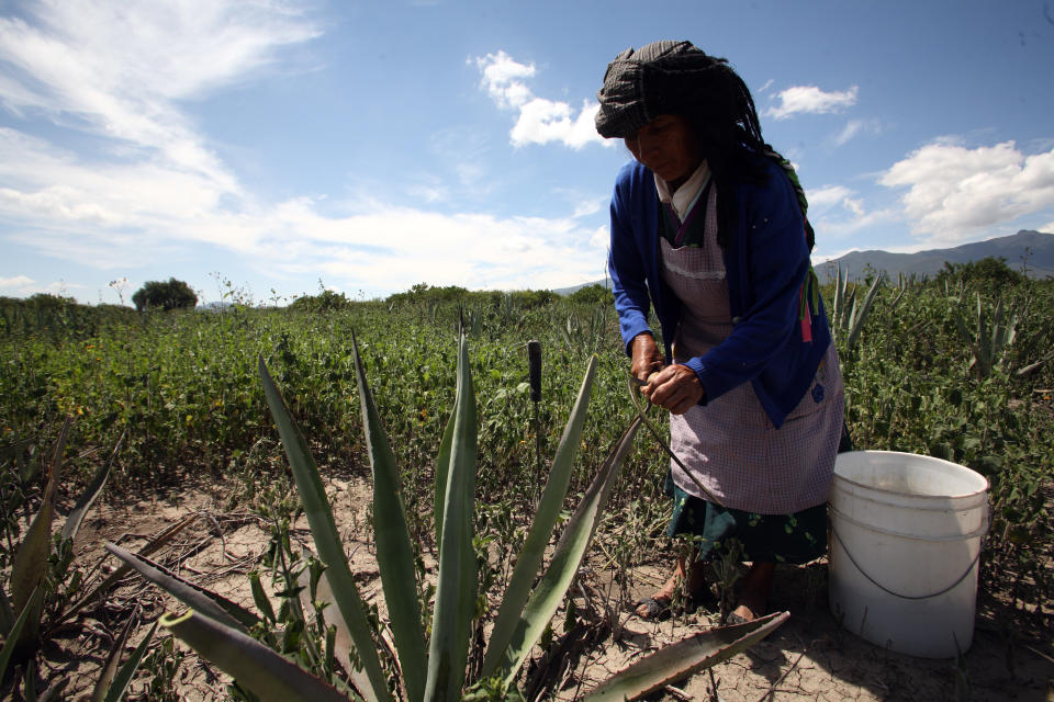 Una mujer corta el agave en una plantación de Oaxaca. (Foto: Heriberto Rodriguez/MCT/Tribune News Service via Getty Images)