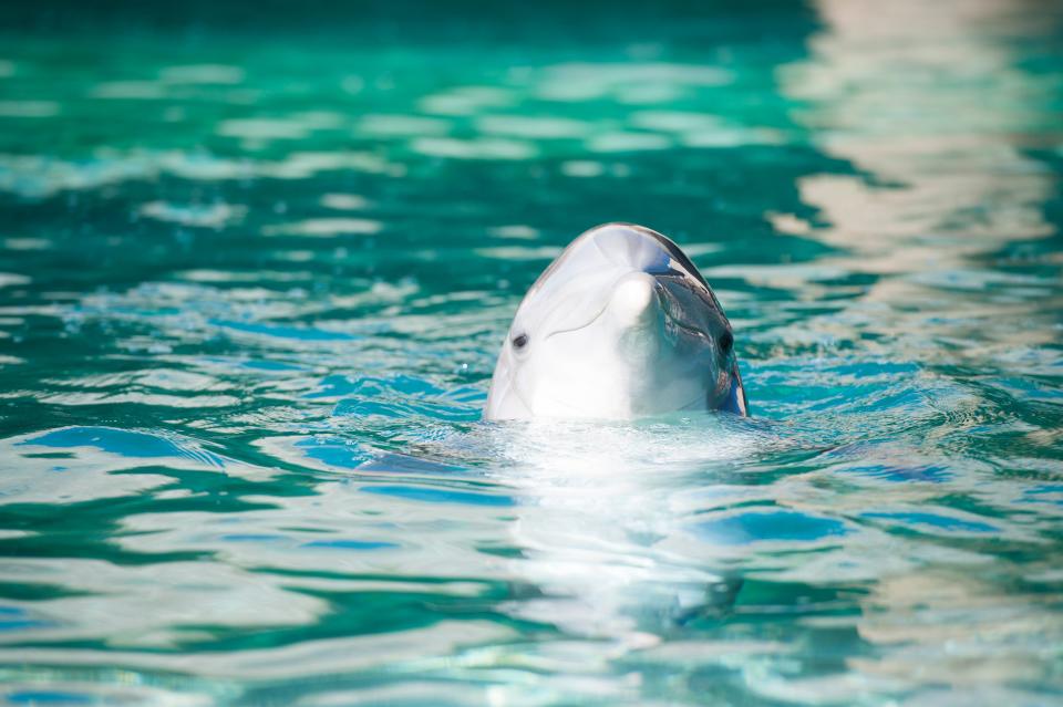 One of the inmates at Dolphinaris Arizona on the Salt