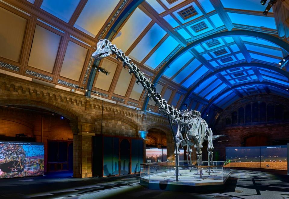 Dippy the Dinosaur has returned to the Natural History Museum’s Waterhouse gallery after a UK-wide tour (Trustees of the Natural History Museum/PA)